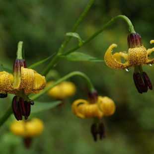 Lilium ponticum